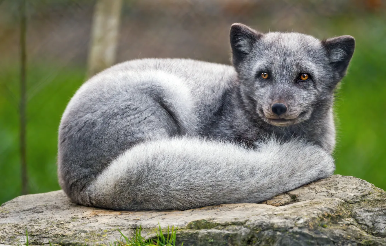 Photo wallpaper grey, lies, Fox