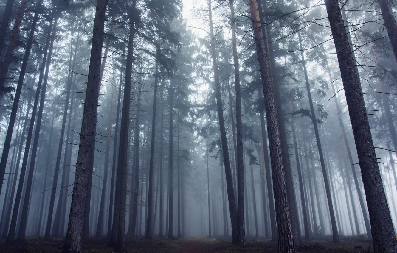 Photo wallpaper forest, trees, nature, fog