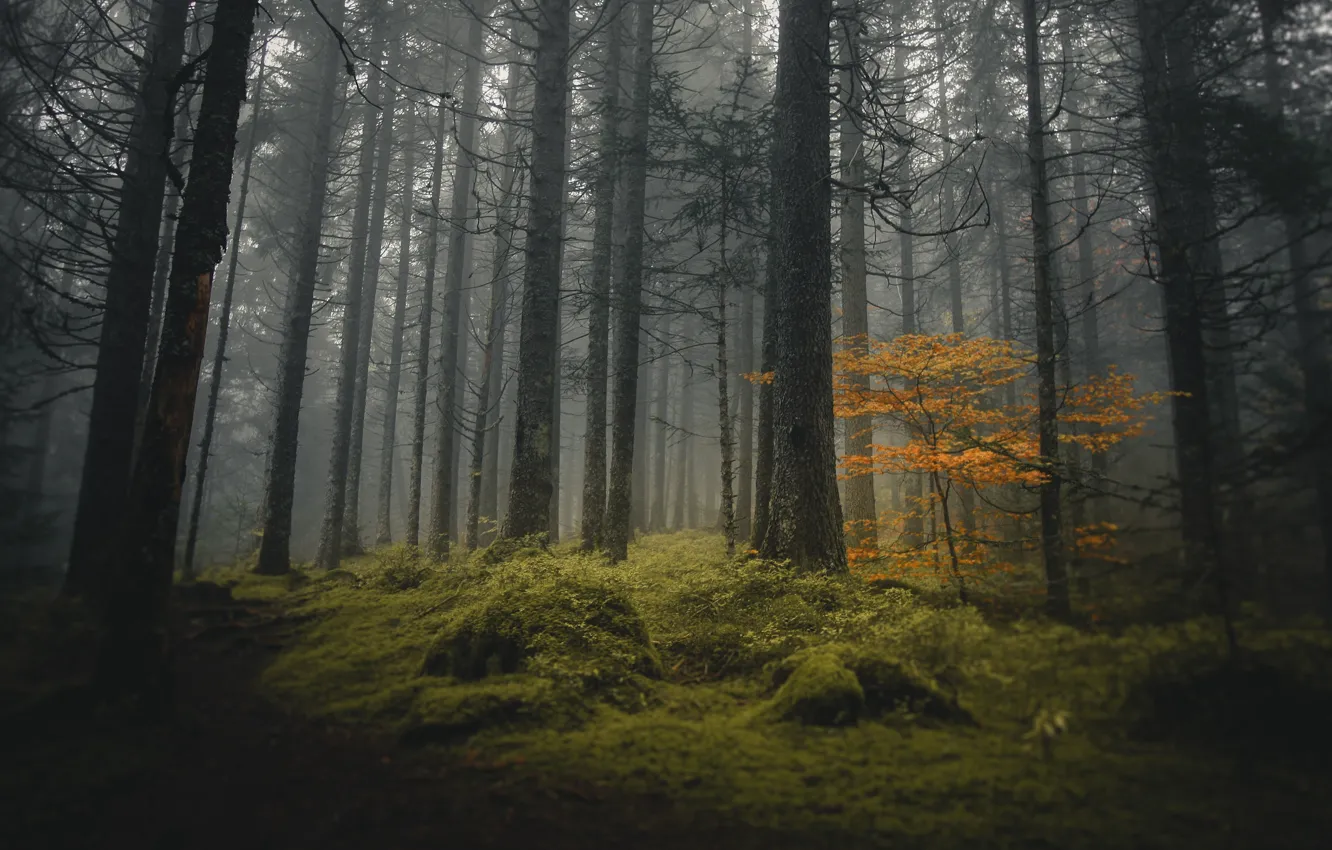 Photo wallpaper forest, trees, nature, fog