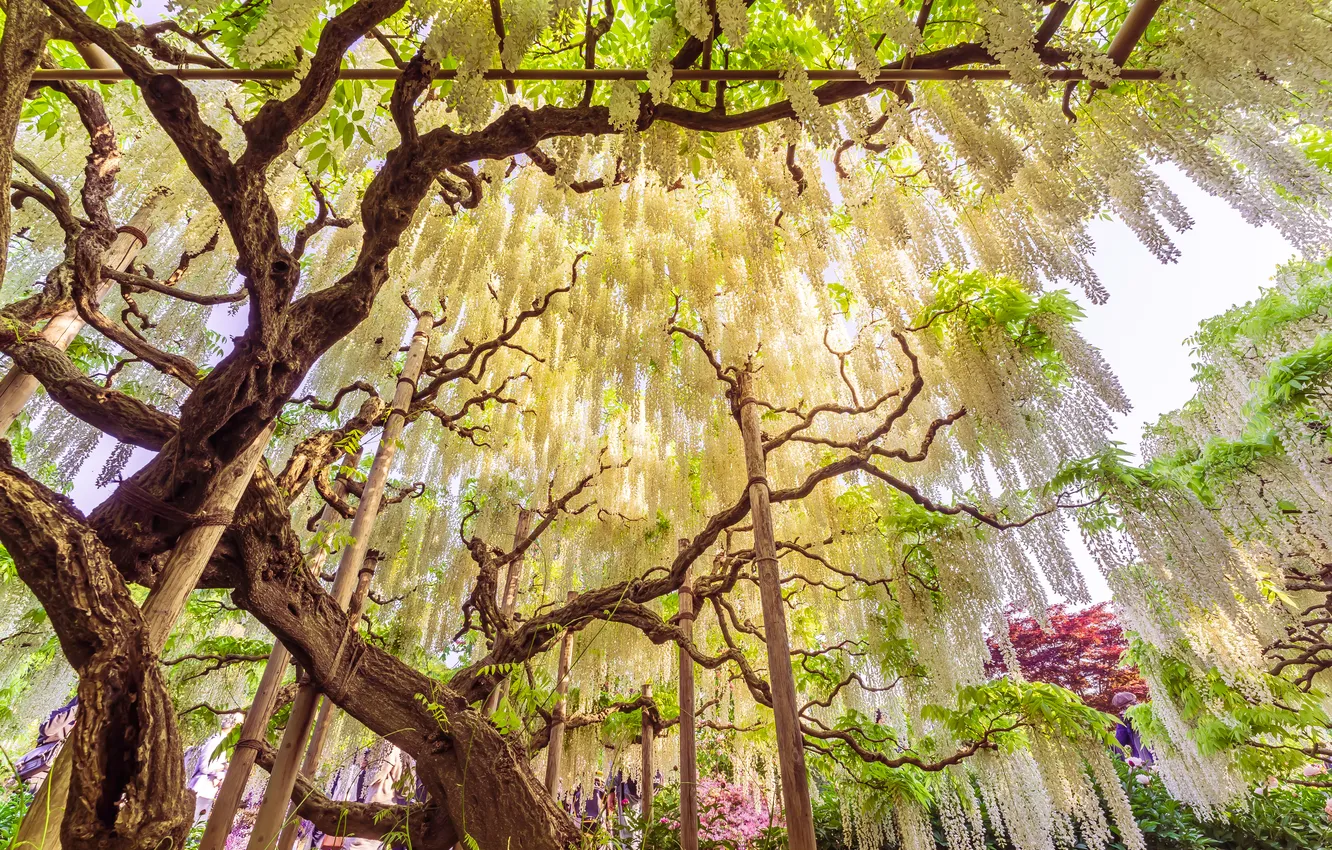 Photo wallpaper flowers, nature, Wisteria, Wisteria