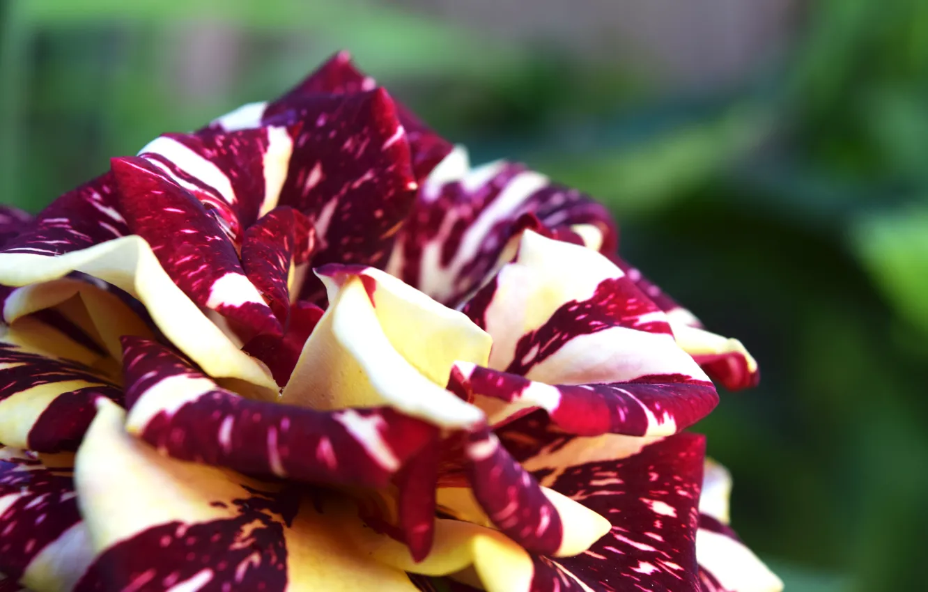 Photo wallpaper flower, rose, beautiful, Burgundy