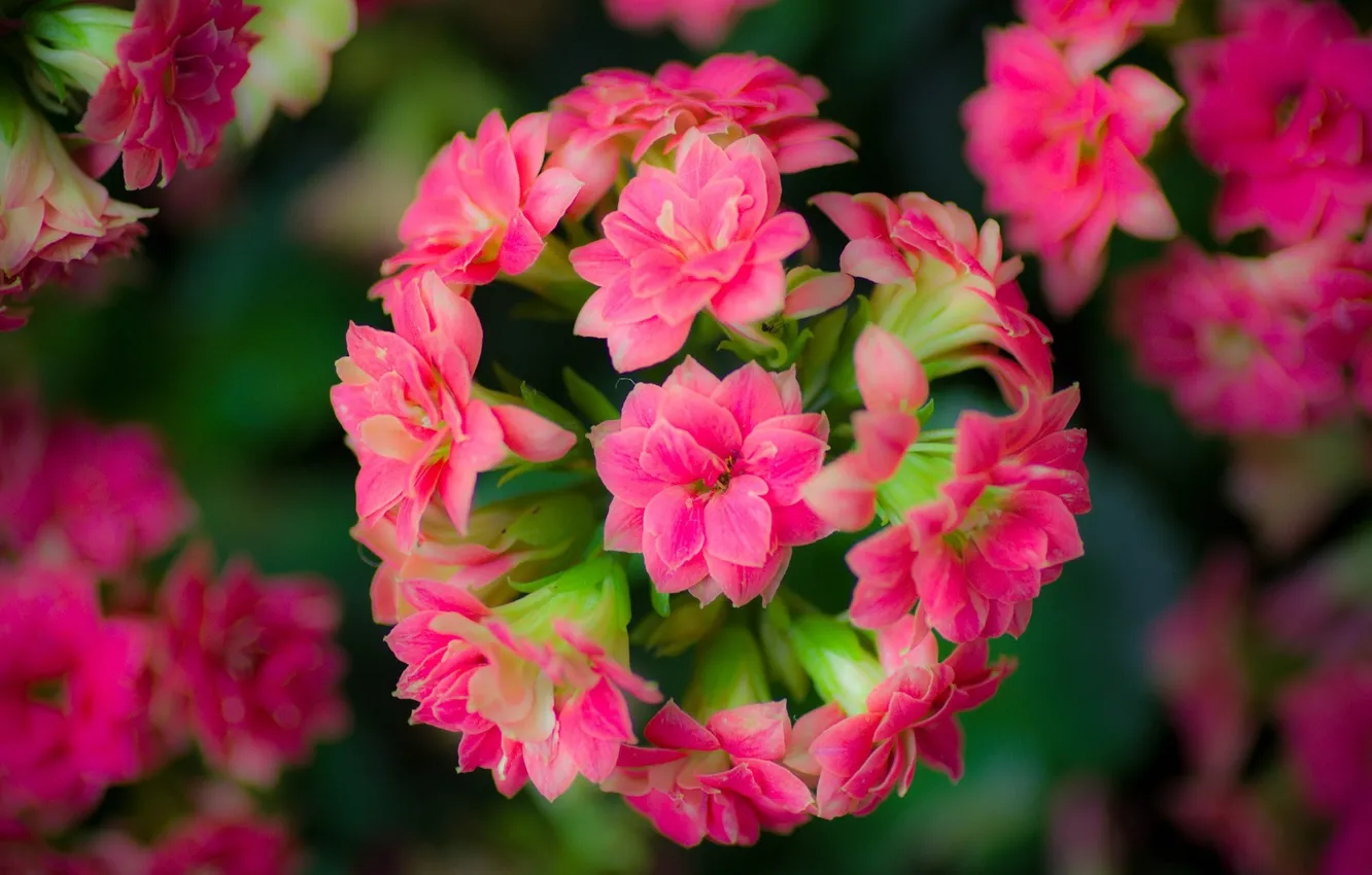 Photo wallpaper flowers, balls, pink flowers, inflorescence