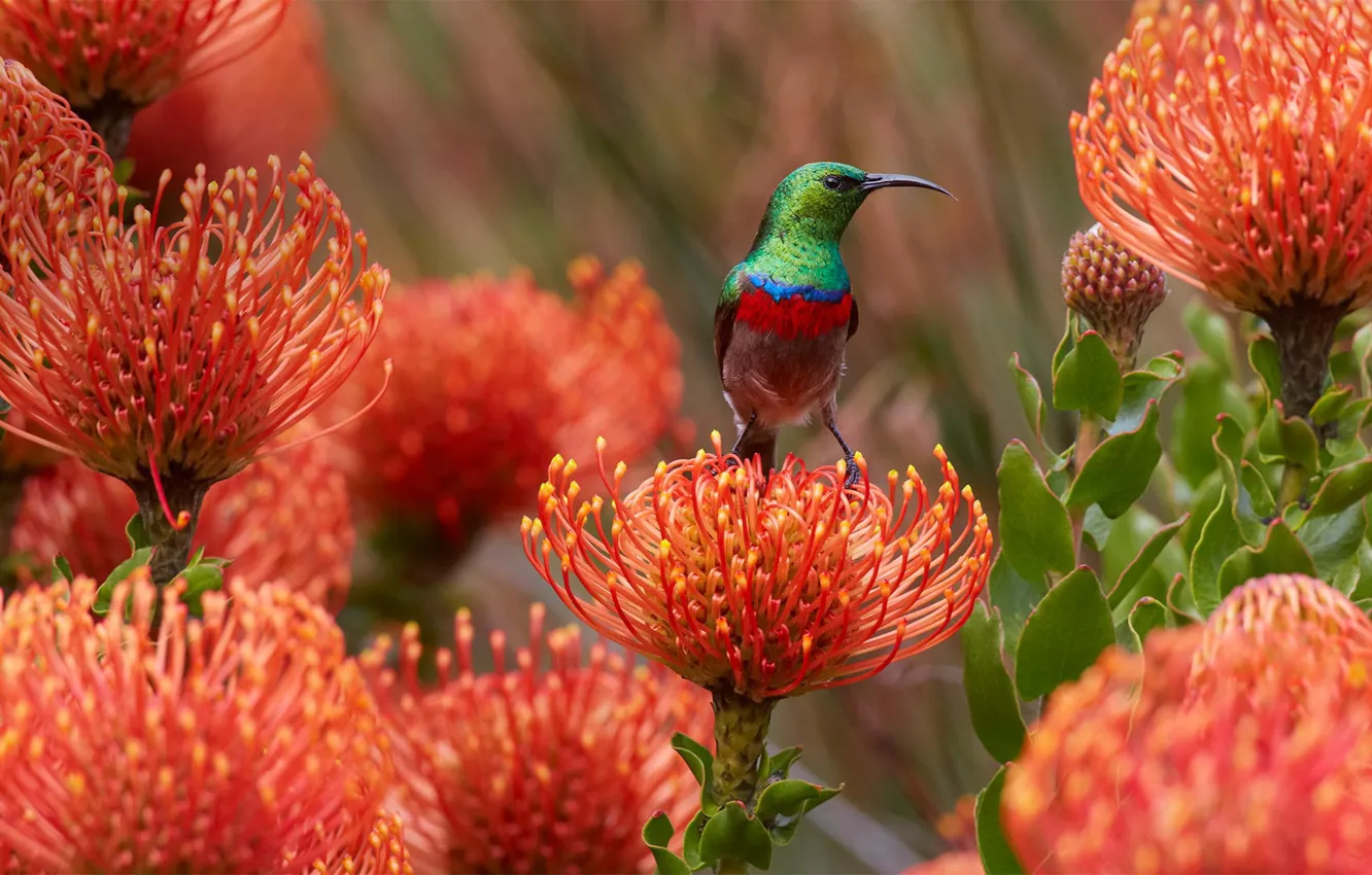 Photo wallpaper flowers, bird, beak, South Africa, scabious, senegalstyle double