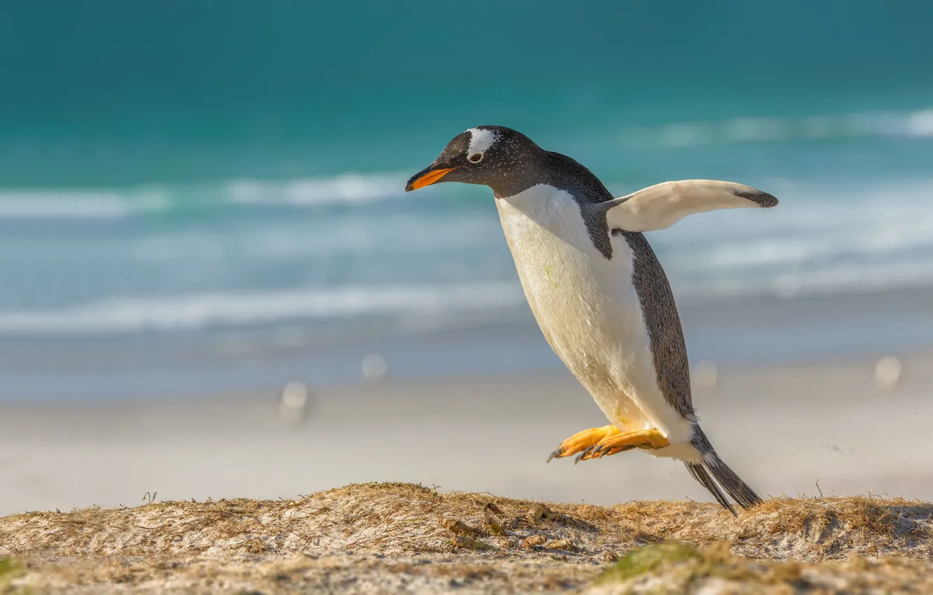 Photo wallpaper jump, bird, penguin, a gentoo penguin, Gentoo penguin