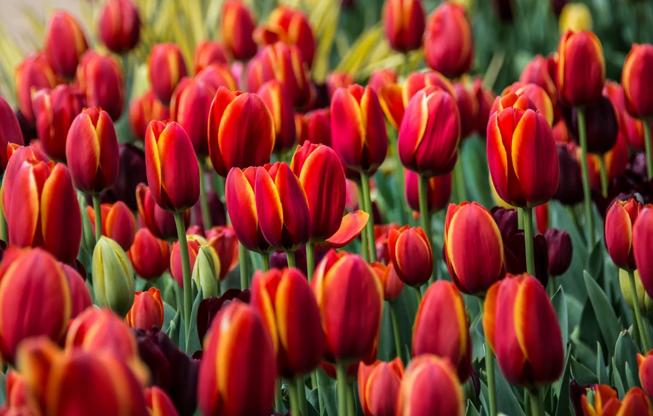 Photo wallpaper tulips, red, buds