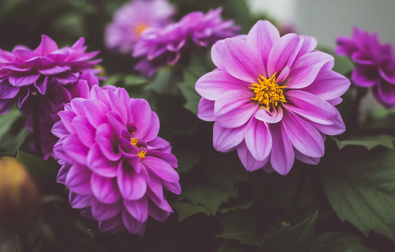 Photo wallpaper flowers, pink, dahlias