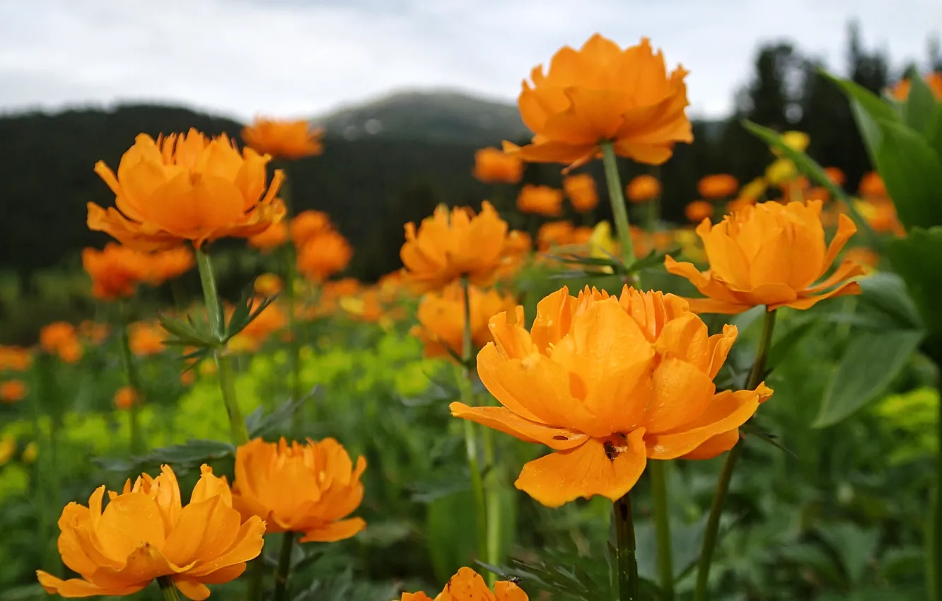 Photo wallpaper flowers, spring, frying