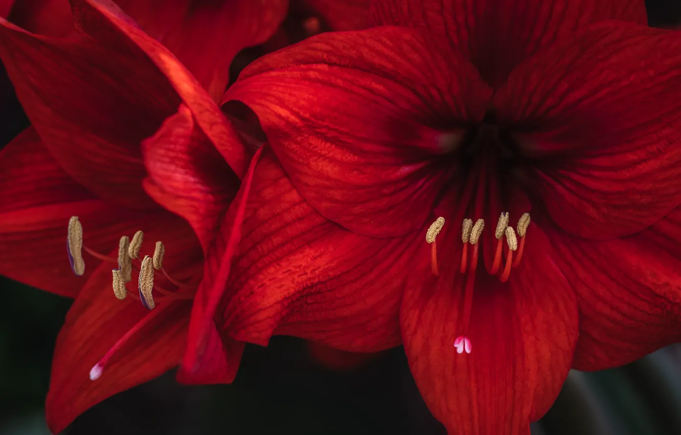 Photo wallpaper macro, red, Amaryllis