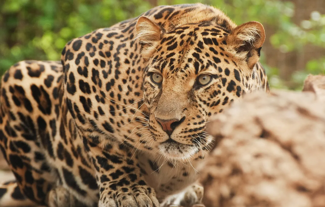 Photo wallpaper ambush, leopard, a careful look