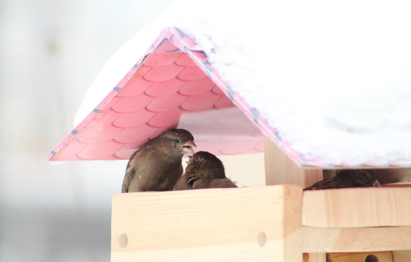 Photo wallpaper winter, bird, Sparrow, feeder, fight