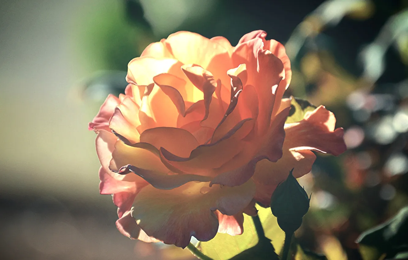 Photo wallpaper flowers, roses, petals