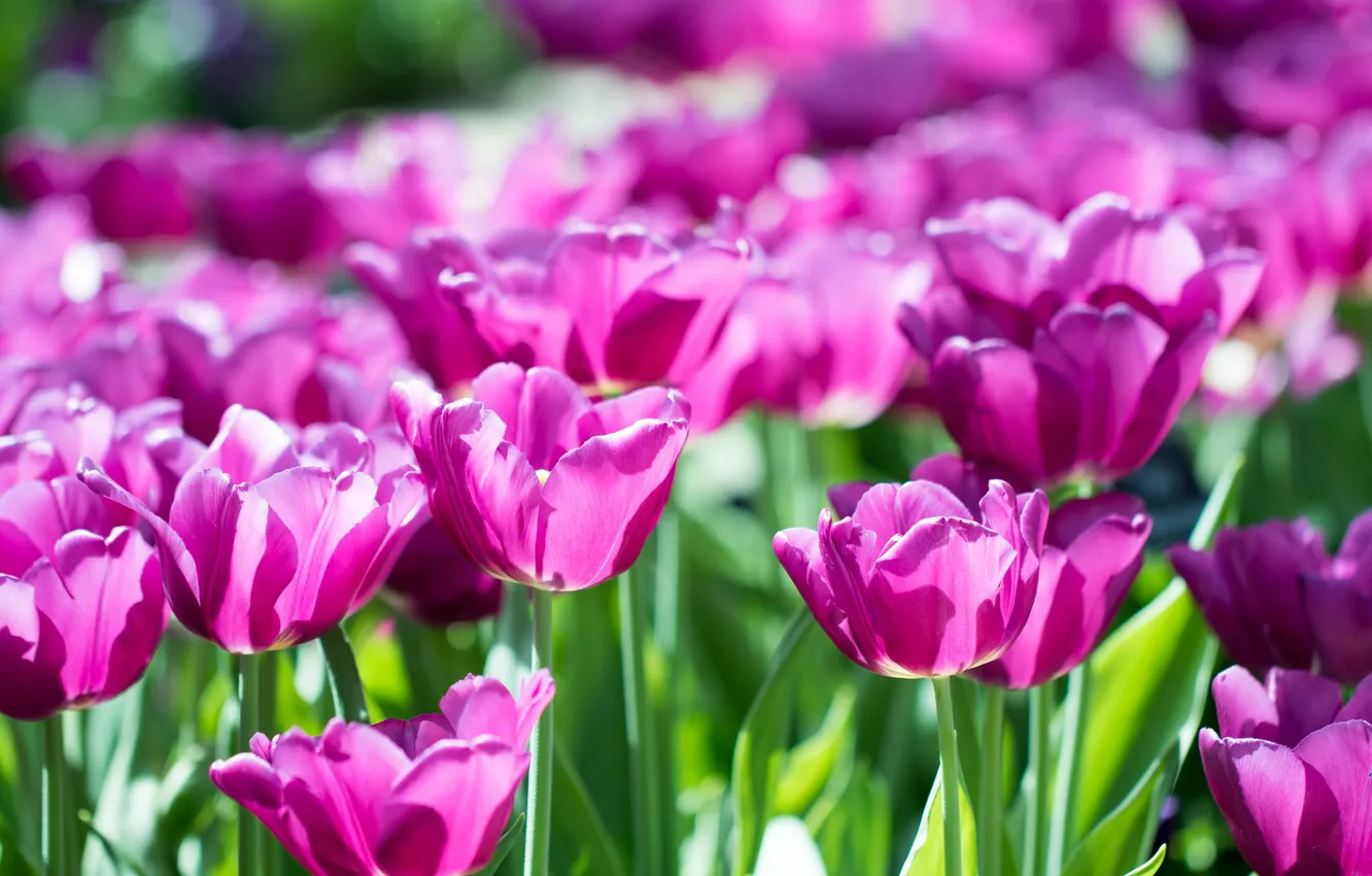 Photo wallpaper petals, garden, tulips, flowerbed