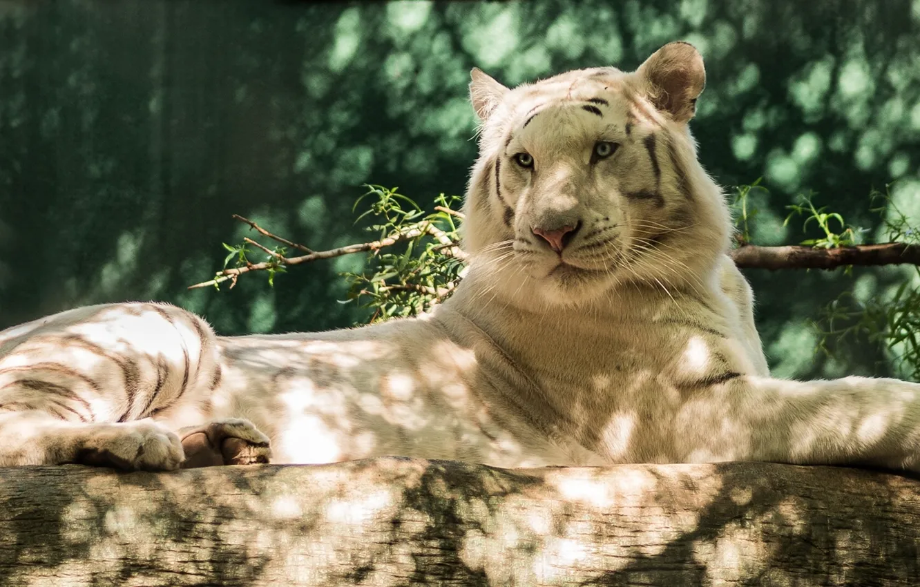 Photo wallpaper predator, log, white tiger
