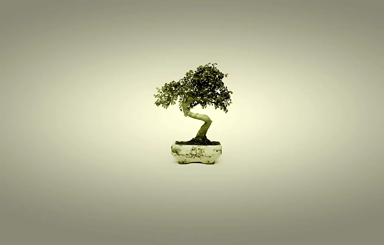 Photo wallpaper tree, Japan, bonsai, minimalism