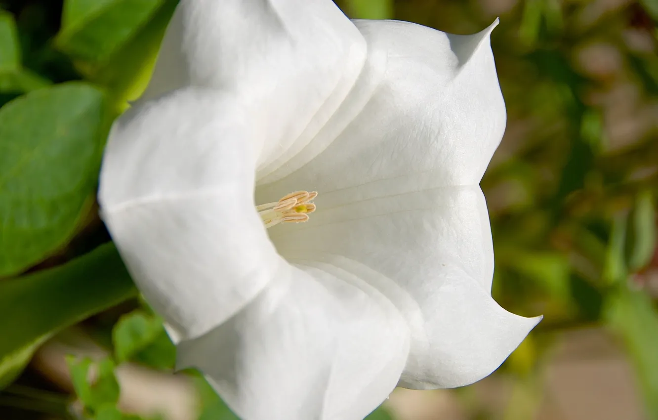 Photo wallpaper flower, background, Brugmansia
