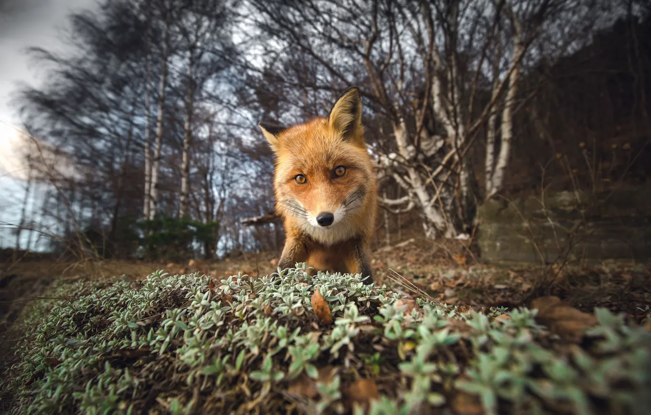 Photo wallpaper fox, camera, look, curious