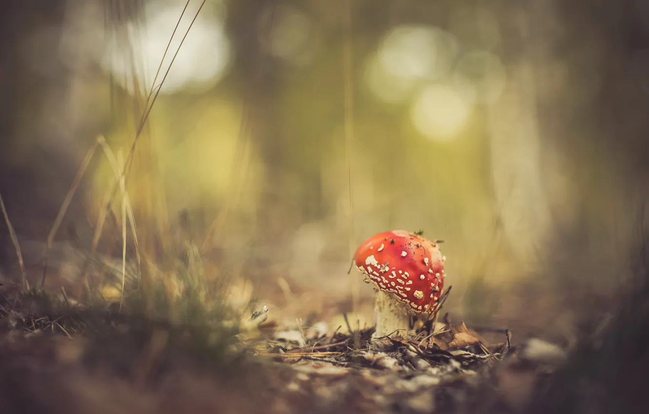 Photo wallpaper grass, leaves, nature, mushrooms, mushroom, bokeh