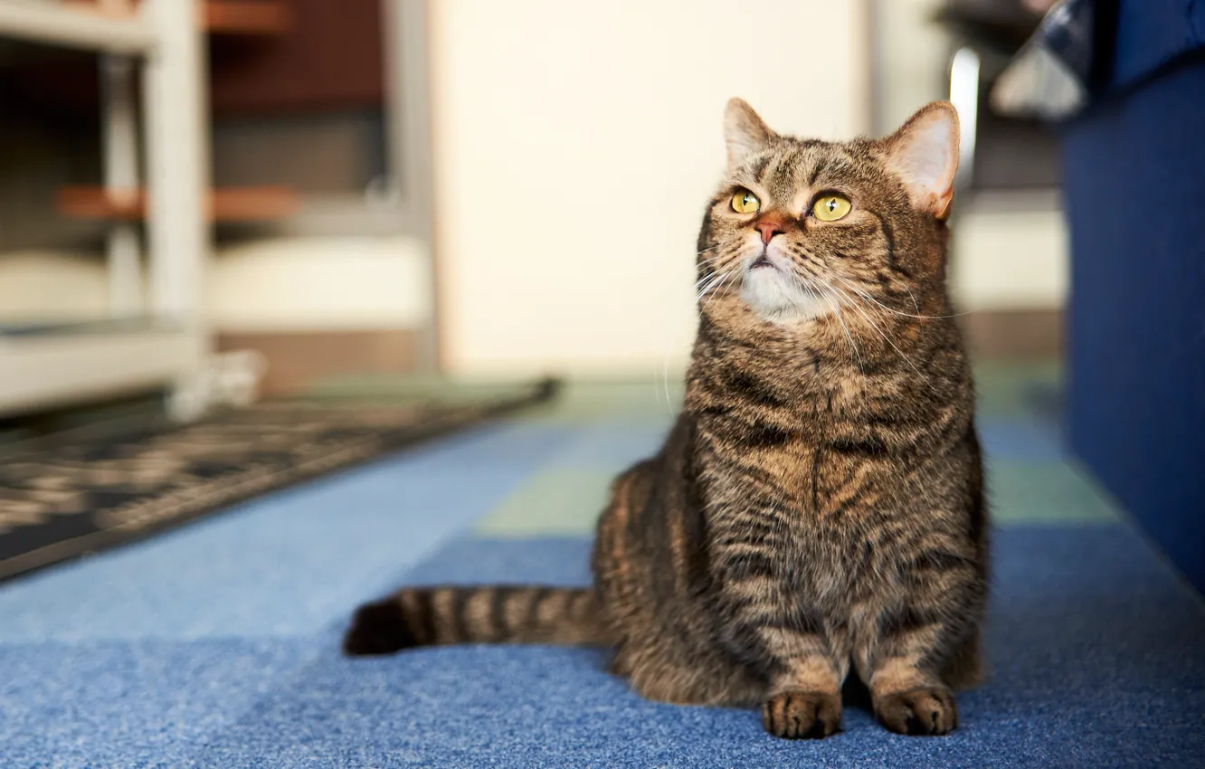 Photo wallpaper cat, cat, cat