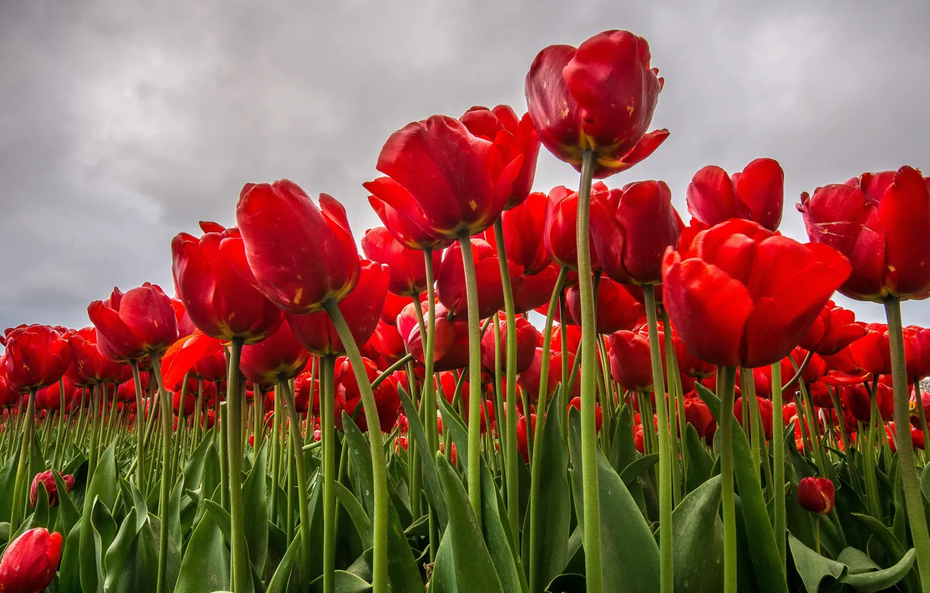 Photo wallpaper field, red, tulips, a lot