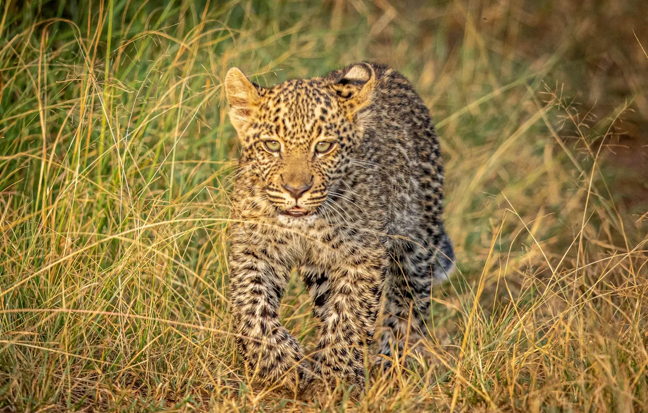 Photo wallpaper grass, leopard, cub, wild cat