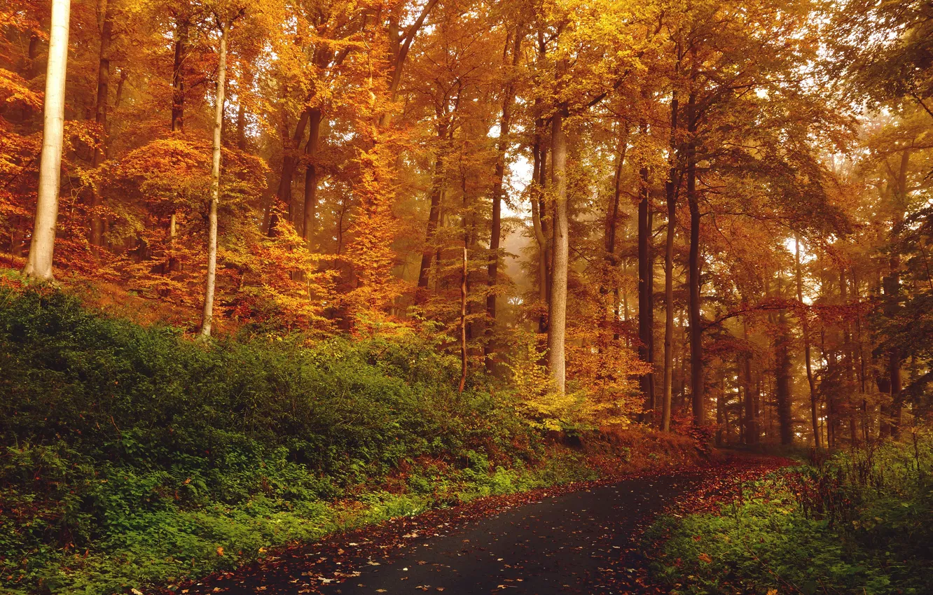 Photo wallpaper road, autumn, forest, asphalt, trees, branches, nature, fog