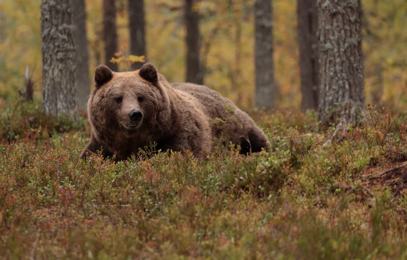 Photo wallpaper forest, look, face, nature, pose, thickets, bear, brown bear