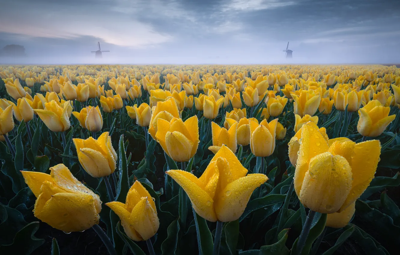 Photo wallpaper drops, yellow, fog, Rosa, morning, mill, tulips, Netherlands