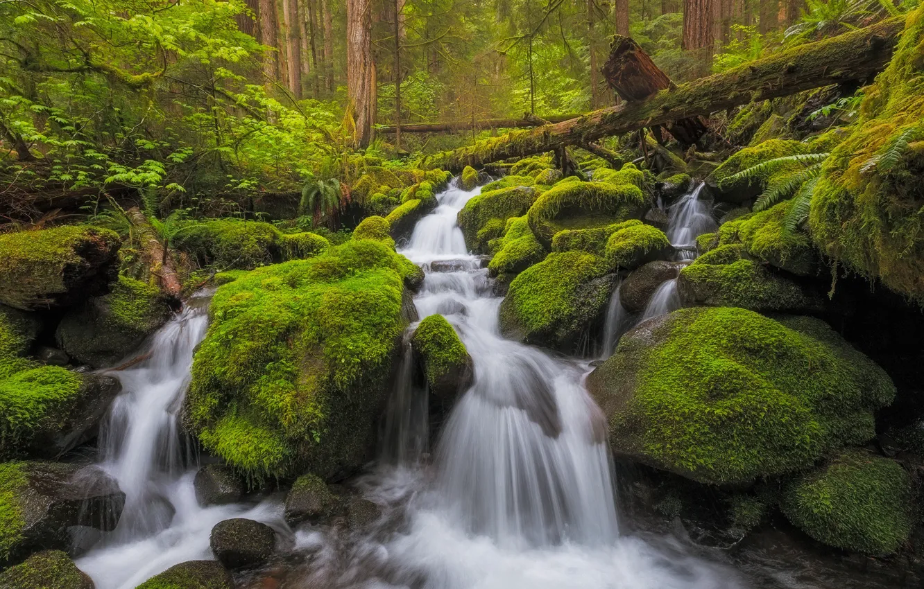 Photo wallpaper forest, stream, stones, waterfall, moss, river, cascade, Washington