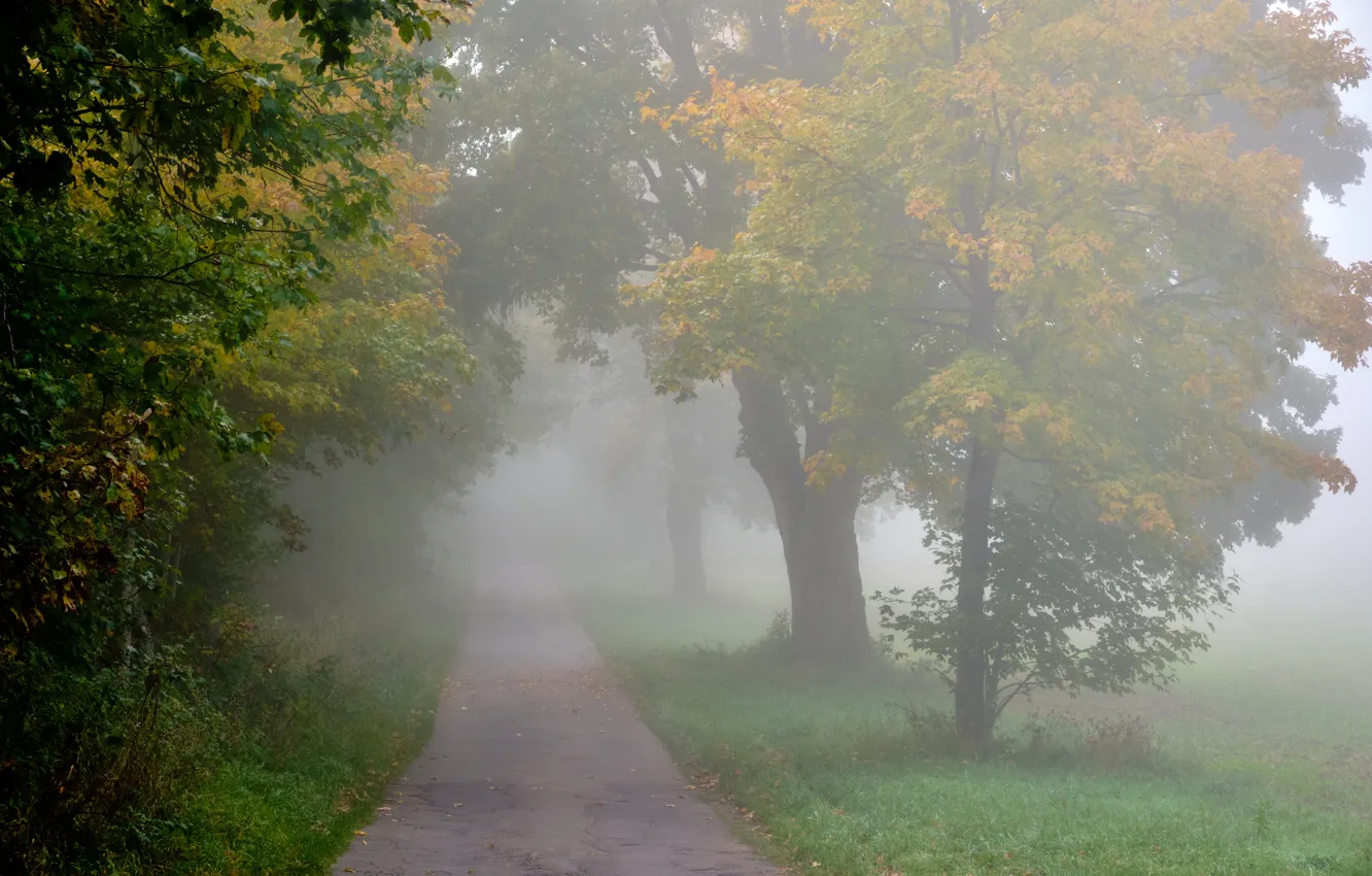 Photo wallpaper autumn, fog, track, maple, alley