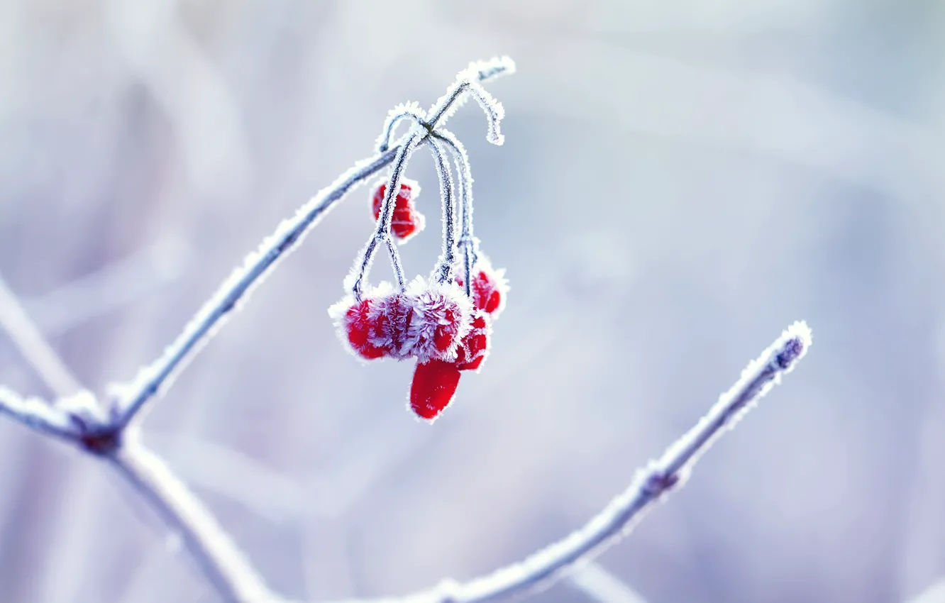 Photo wallpaper winter, macro, nature