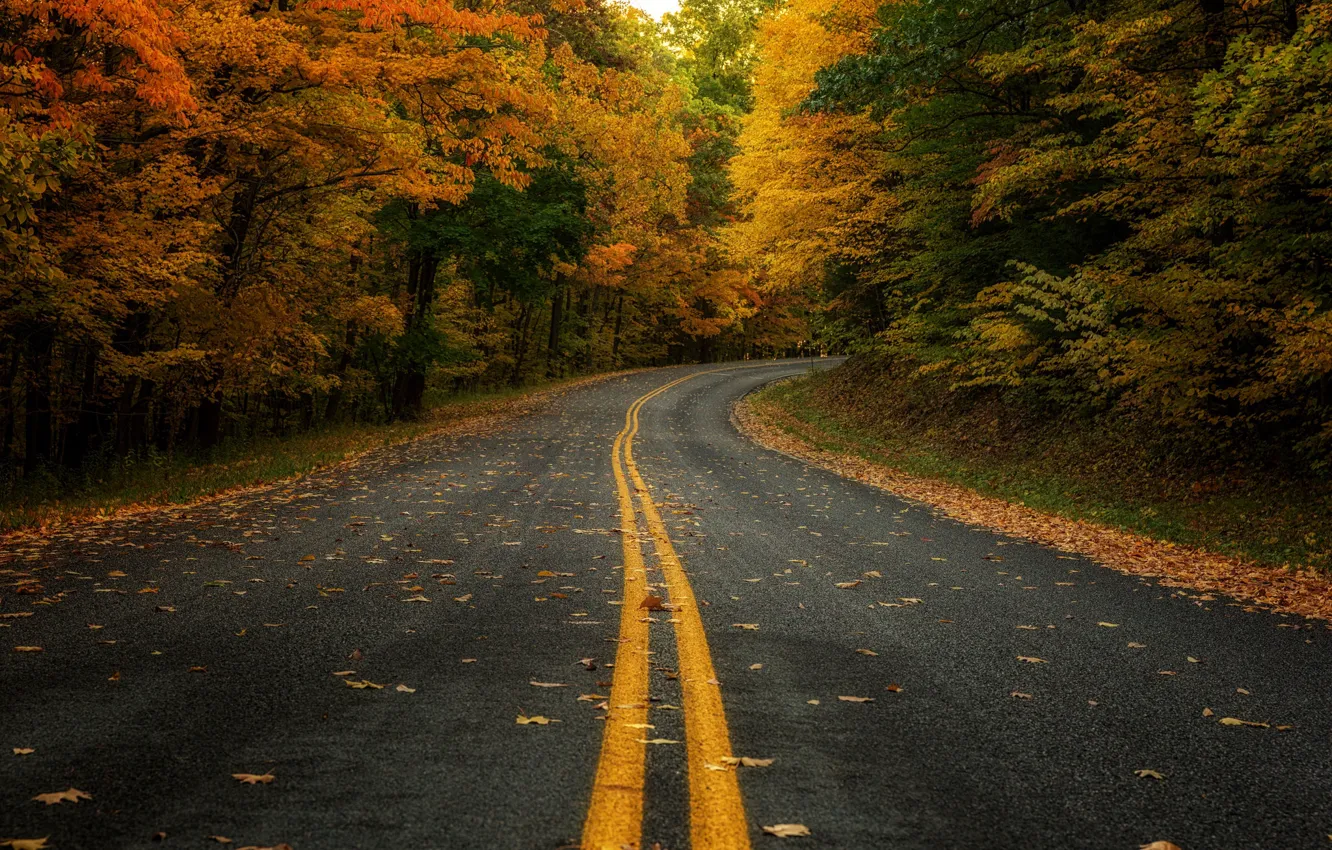 Photo wallpaper road, autumn, leaves, autumn colors, fall, foliage, woodland, daylight