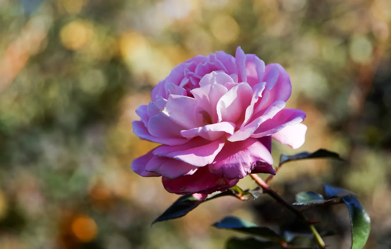 Photo wallpaper roses, pink, lush