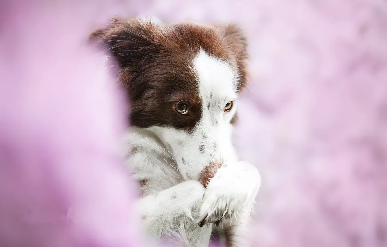 Photo wallpaper background, each, dog