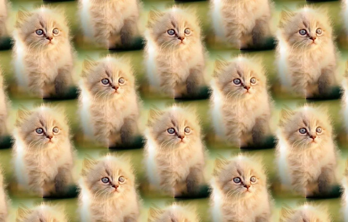 Photo wallpaper background, kitty, pussy, texture units