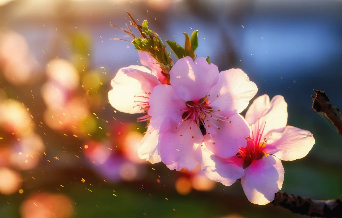Photo wallpaper almonds, branch with inflorescence, flowering in the spring, blur bokeh