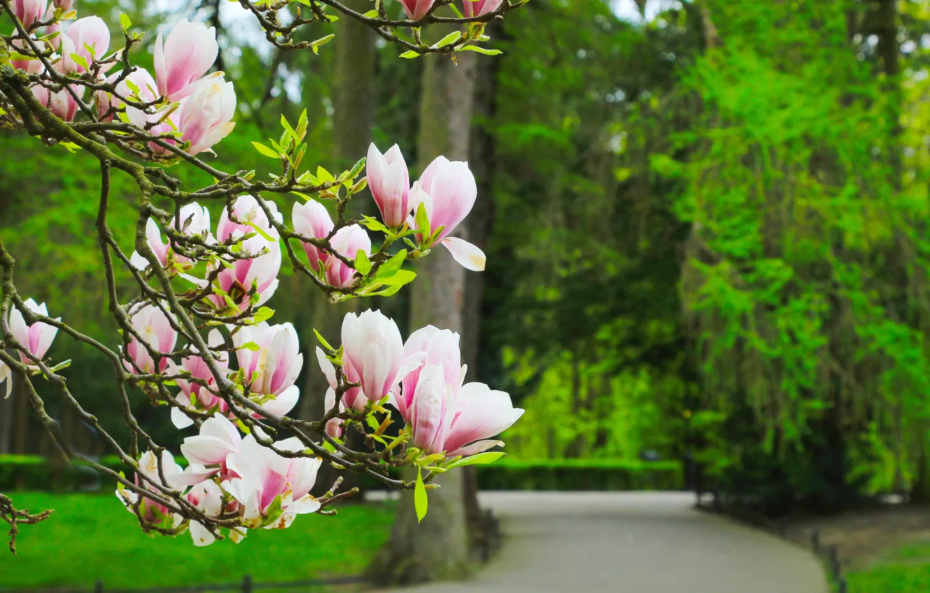 Photo wallpaper flower, magnolia, twig