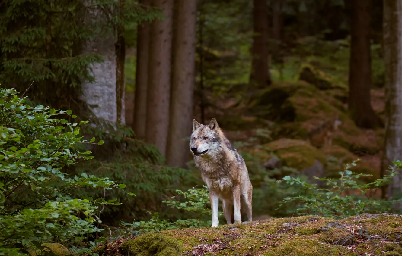 Photo wallpaper stones, look, grey, wolf, trees, the bushes, foliage, branches