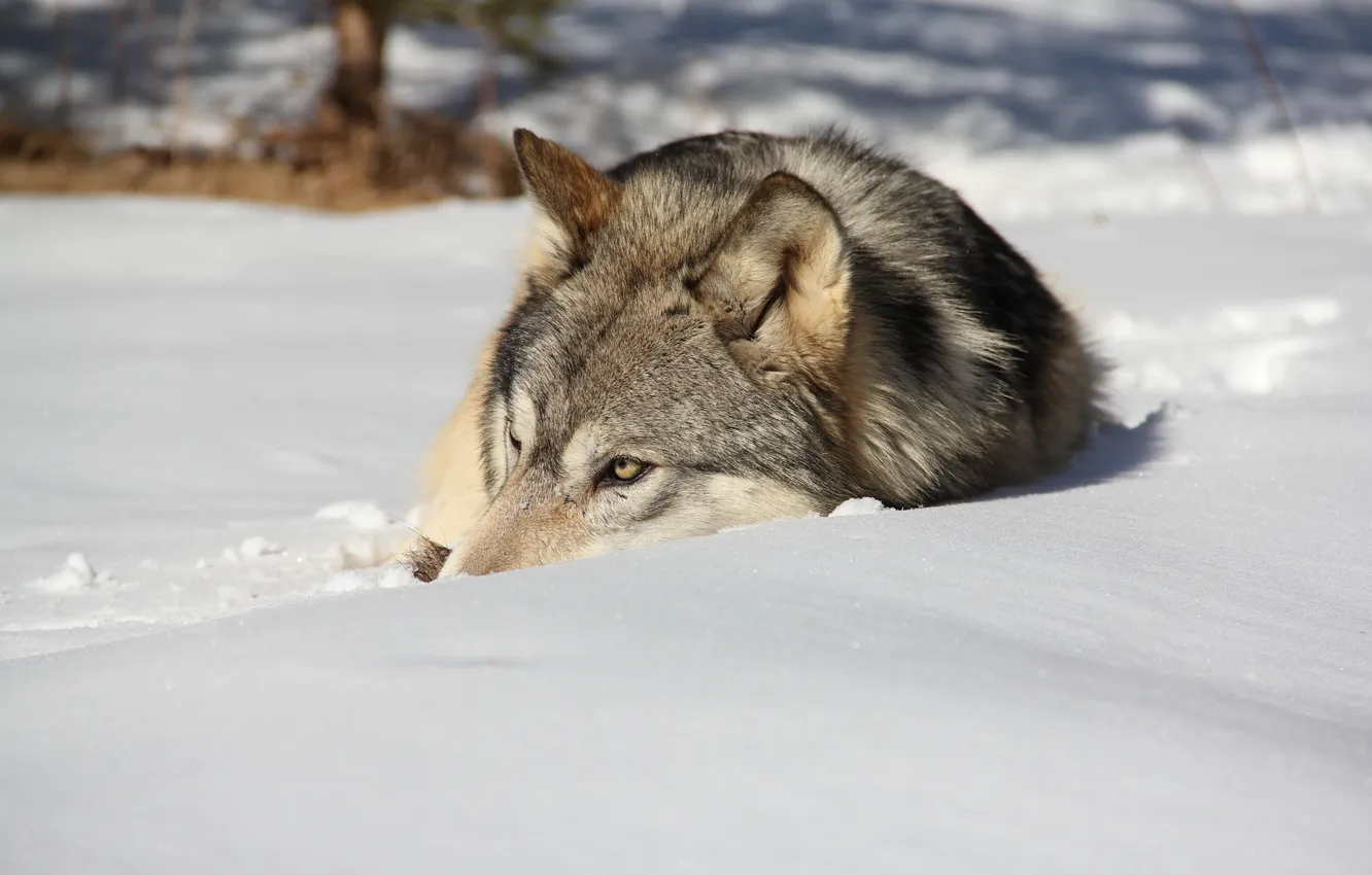 Photo wallpaper winter, snow, wolf