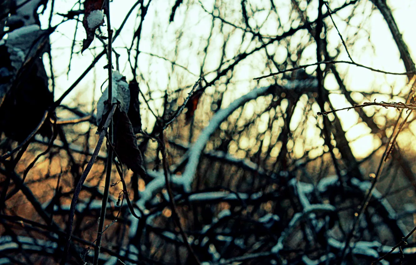 Photo wallpaper sunset, branches, snow