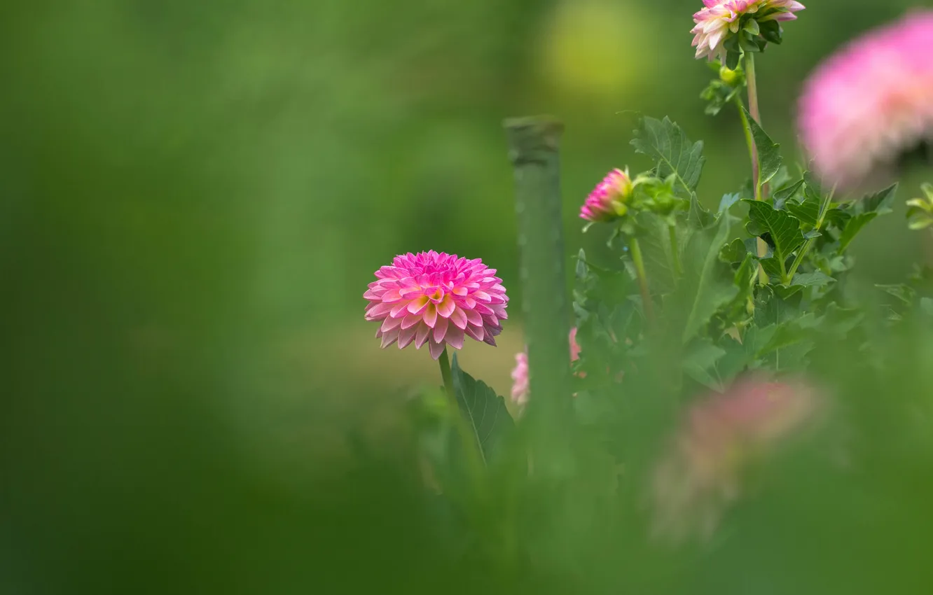 Photo wallpaper leaves, petals, garden, meadow, buds