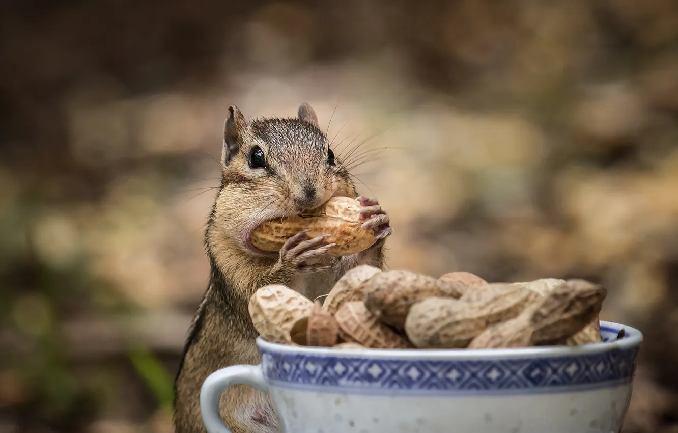 Photo wallpaper legs, Chipmunk, rodent, peanuts, cheeks, treads
