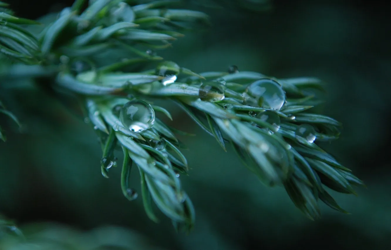 Photo wallpaper drops, macro, needles, branches, green, spruce