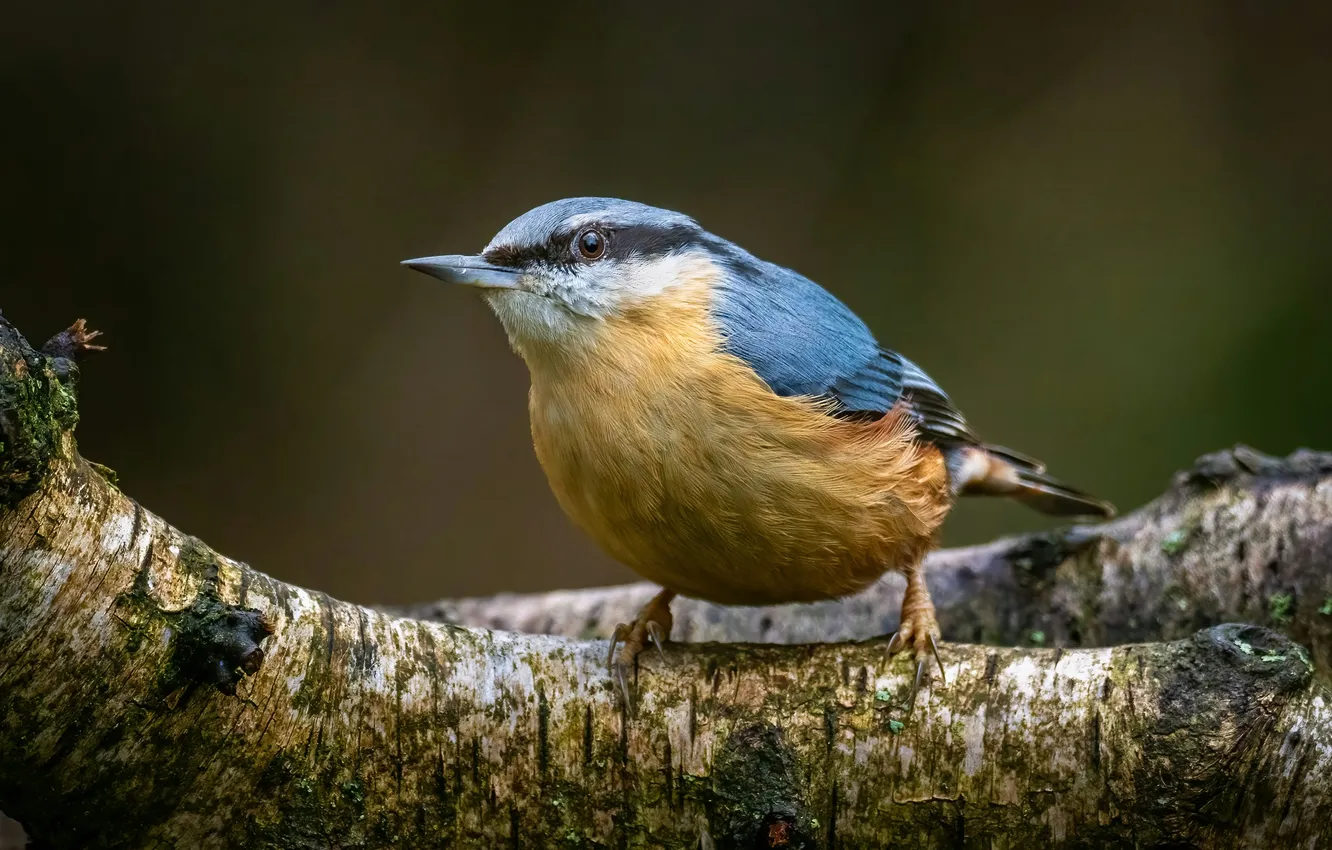 Photo wallpaper yellow, bird, blue, tree, animal, branch, wildlife, jay