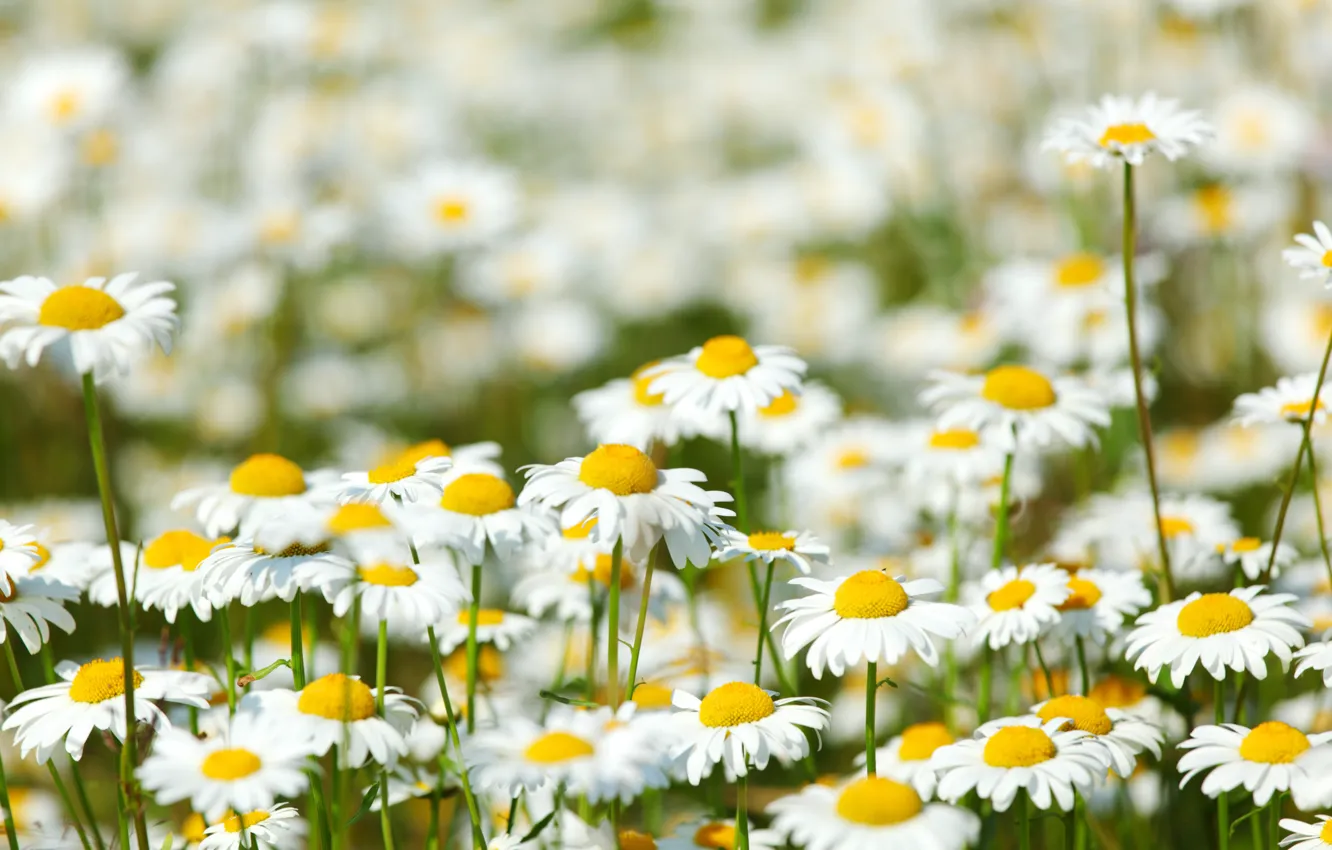 Photo wallpaper flowers, glade, chamomile, meadow, bright, Sunny, field