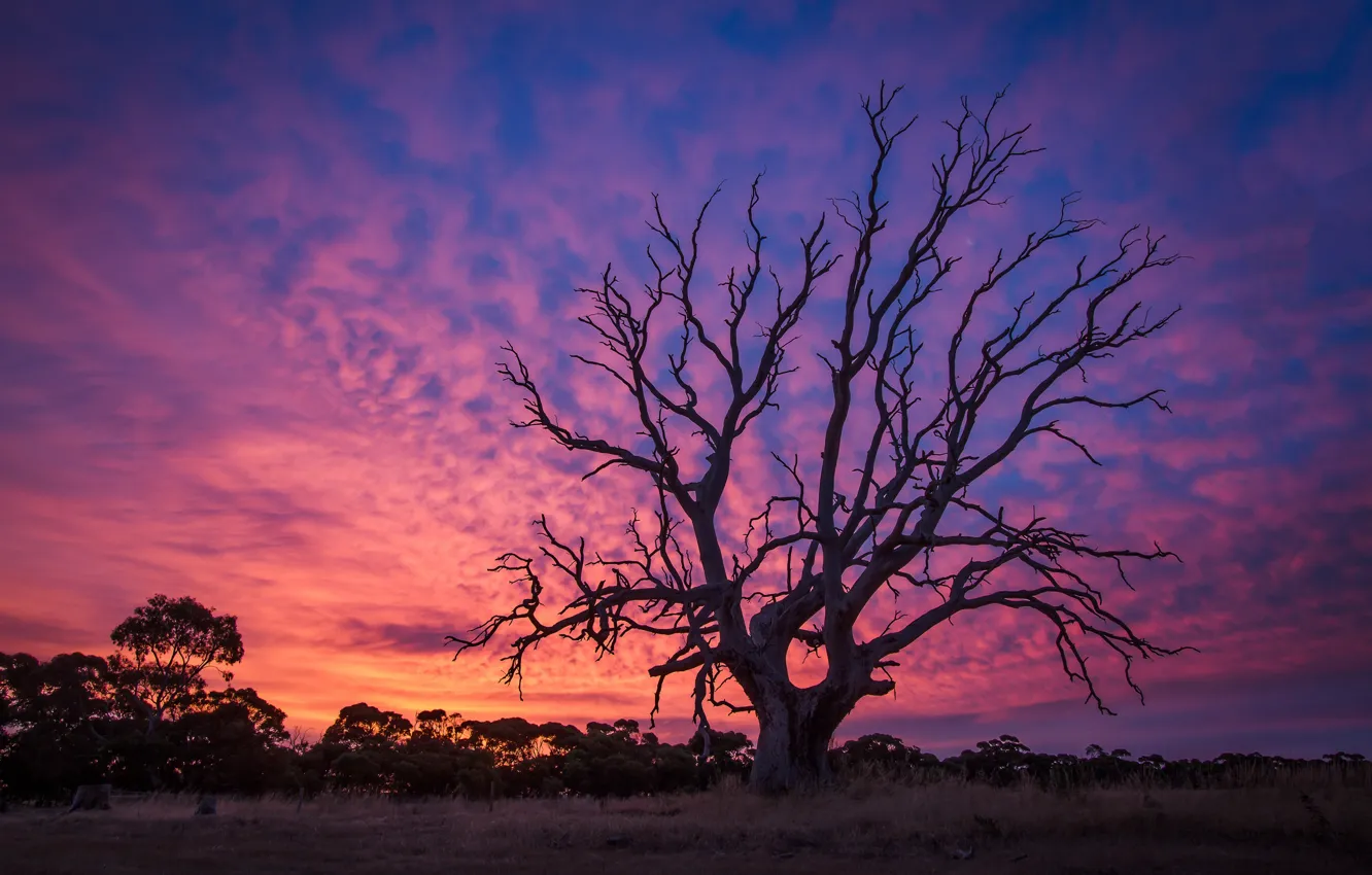 Photo wallpaper trees, sunset, old, twilight, dawn
