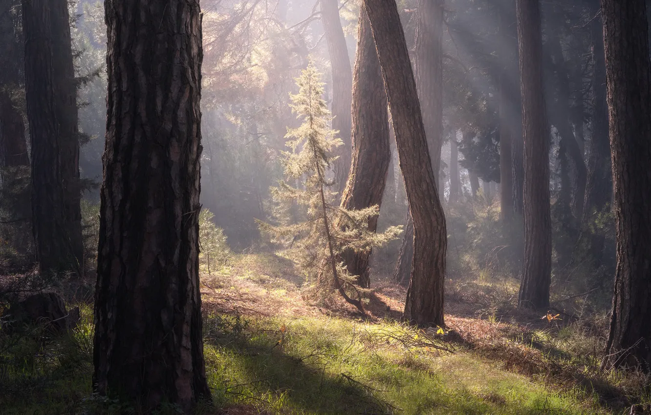 Photo wallpaper forest, trees, spruce