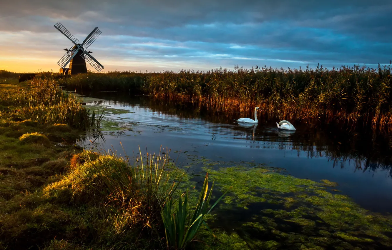 Photo wallpaper Landscape, Reflections, swans, Herringfleet Dawn, Wind pump, Windmill