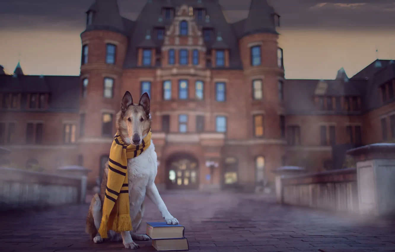 Photo wallpaper castle, books, dog, scarf, The smooth collie