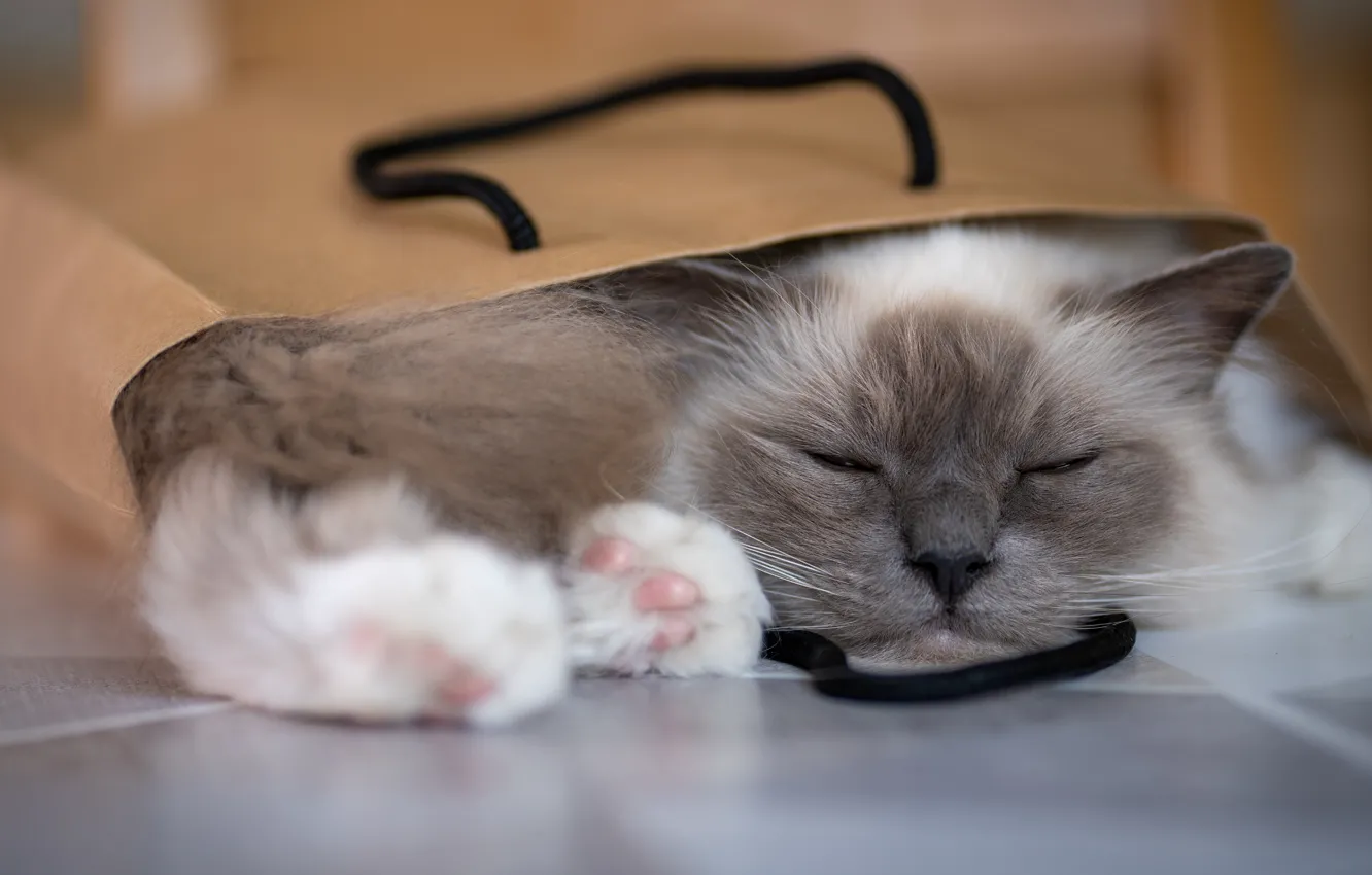 Photo wallpaper cat, cat, pose, stay, sleep, paws, package, sleeping