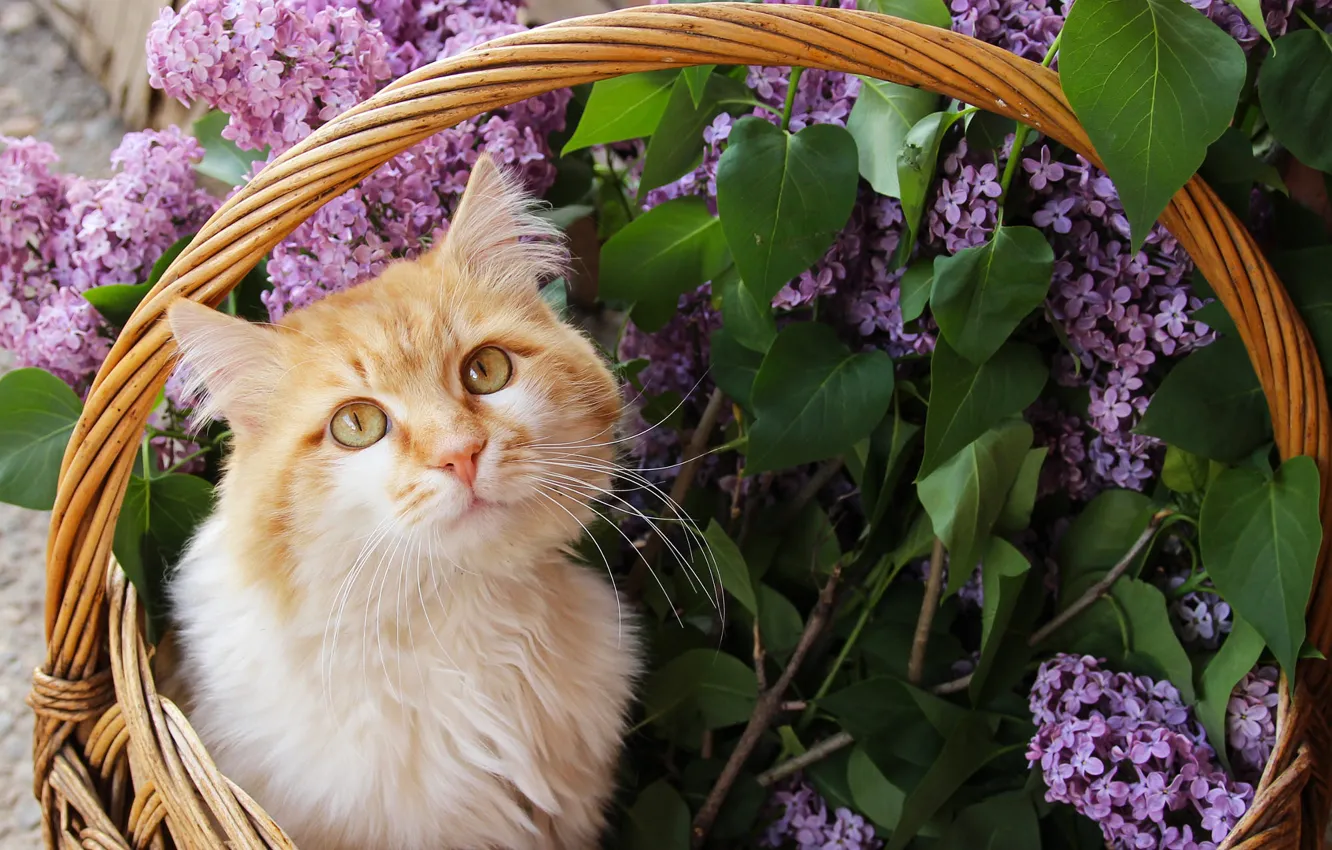 Photo wallpaper cat, cat, look, face, leaves, flowers, branches, spring